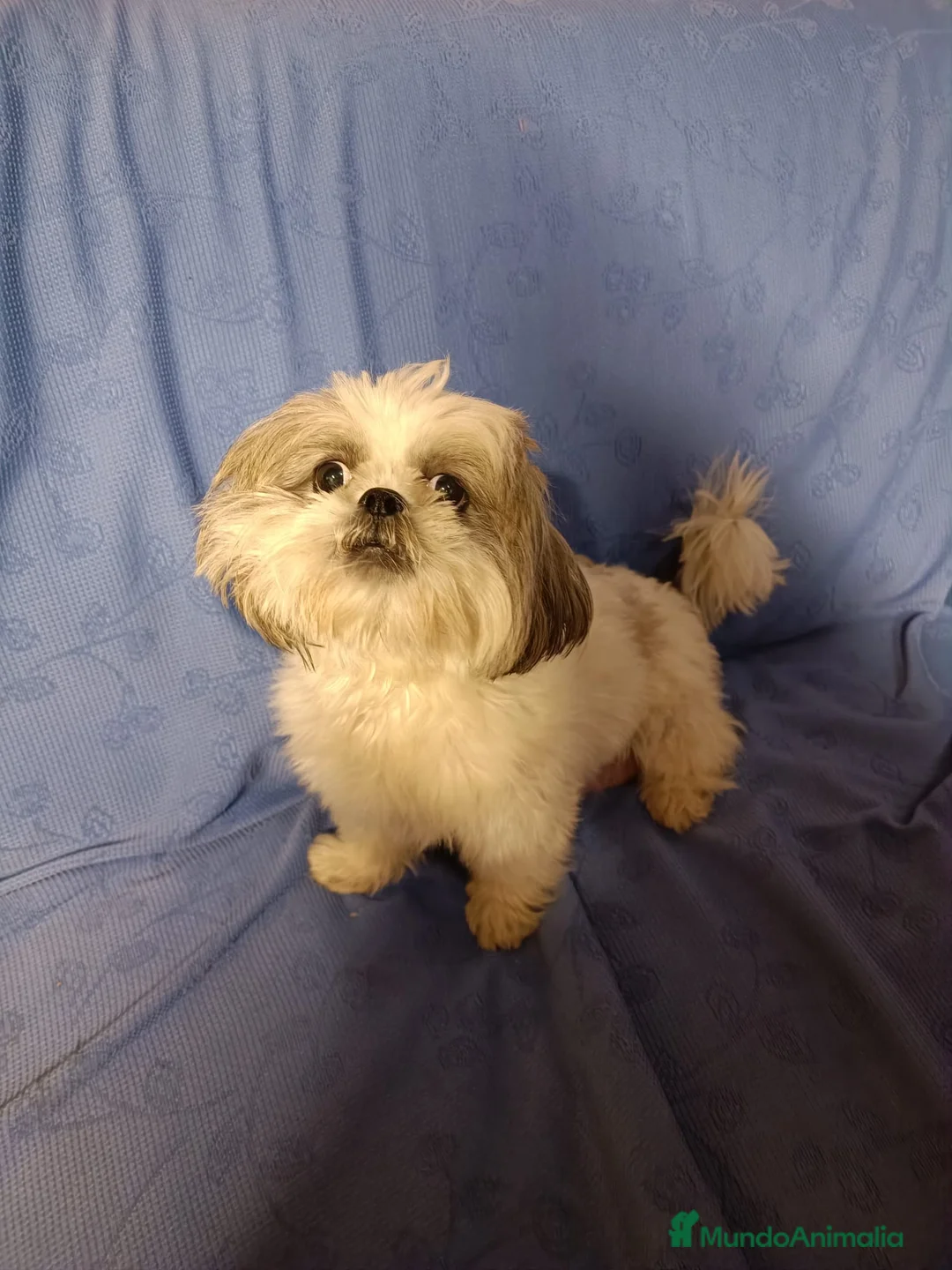 Imagen de galería {{count}}