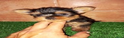 Yorkshire Terrier perros en venta:  Yorkshire súper miniatura en Badajoz - Anuncio 1