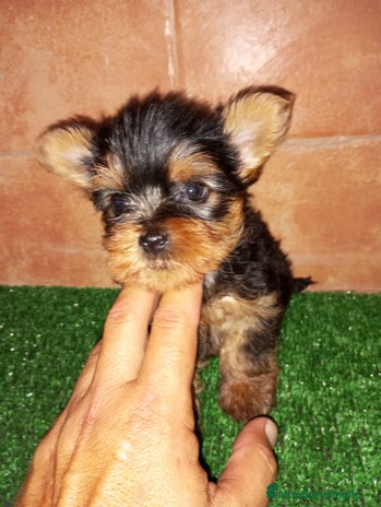 Yorkshire Terrier perros en Badajoz - Anuncio 14