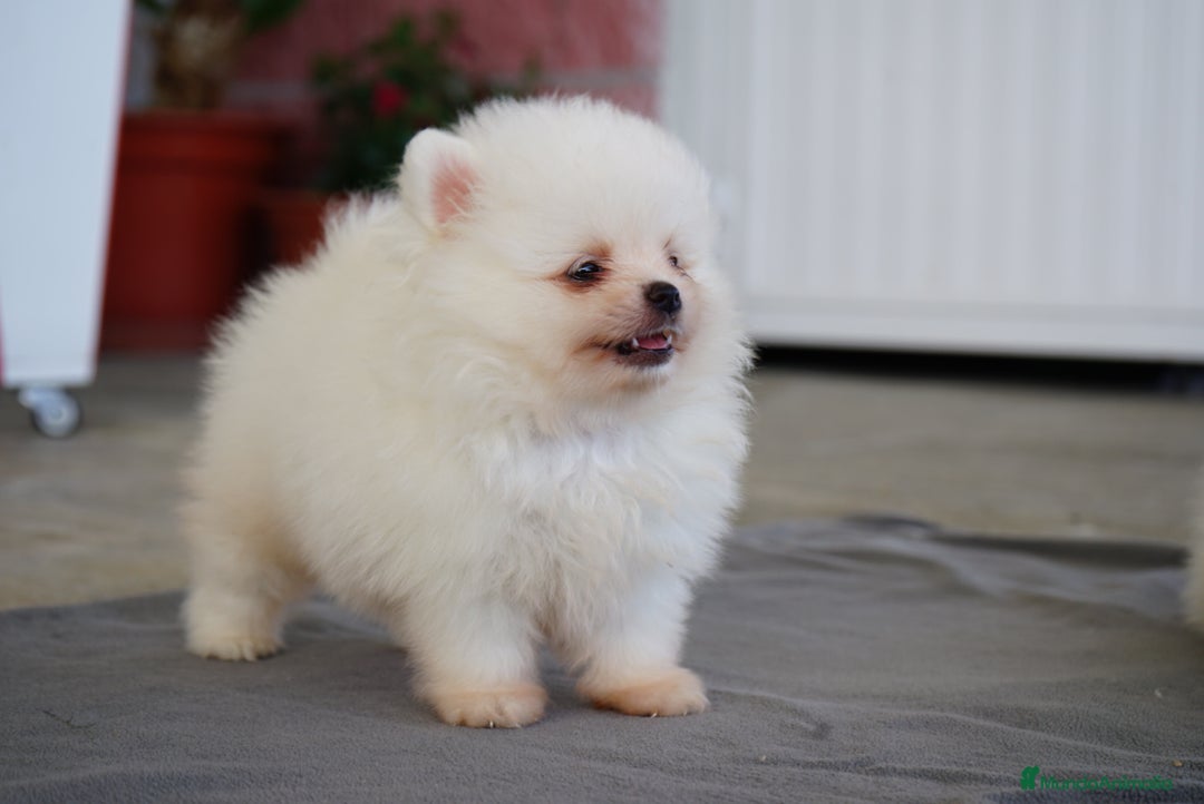 Pomerania perros en venta: 💥 Pequeños, intensos y con mucho flow 🔥 - Imagen 3
