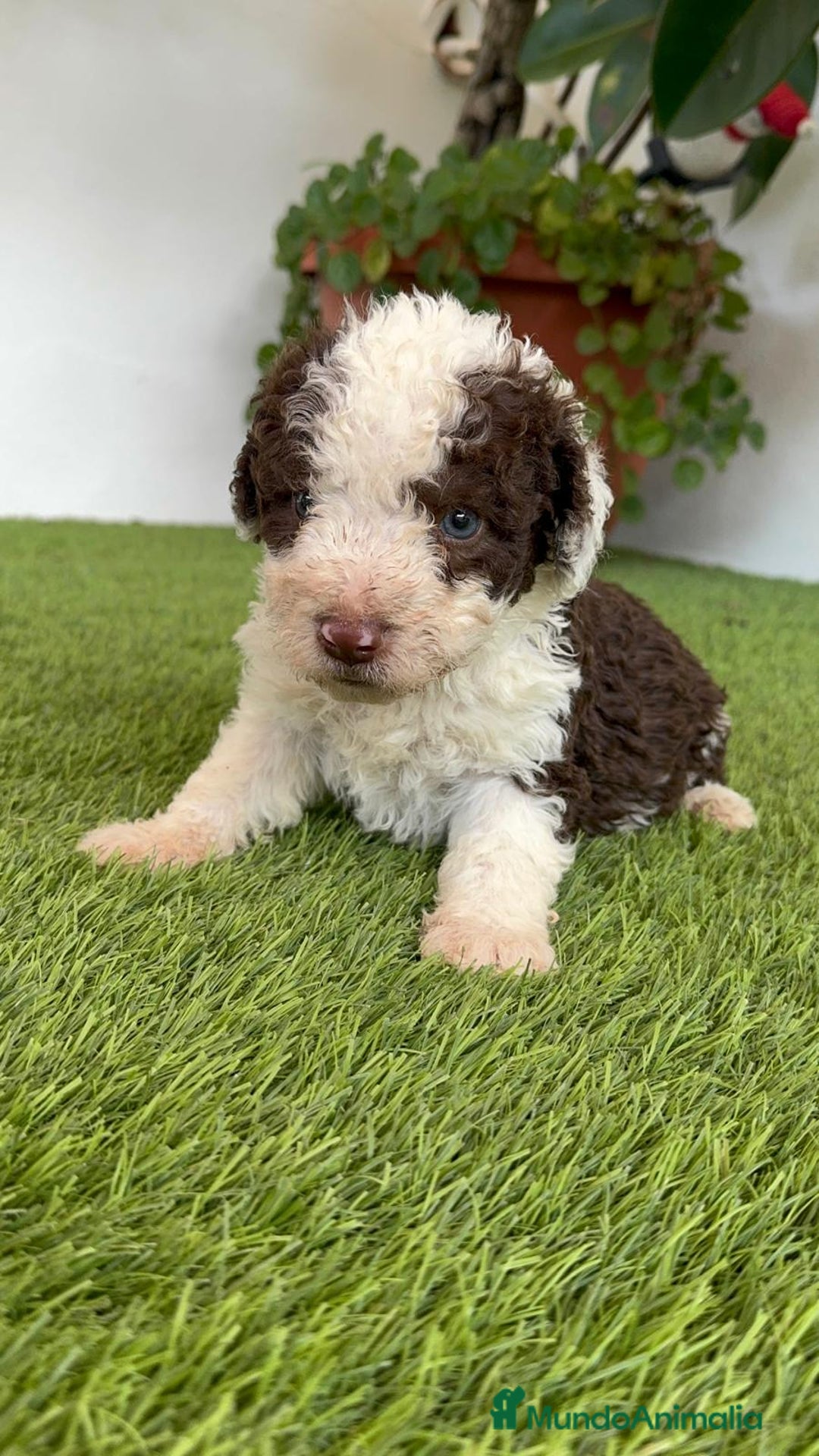 Perro de Agua Español perros en venta: PERRO DE AGUA ESPAÑOL MACHO - Imagen 9