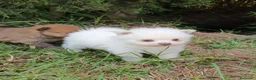 Pomerania perros en venta: Pomerania  - Anuncio 2