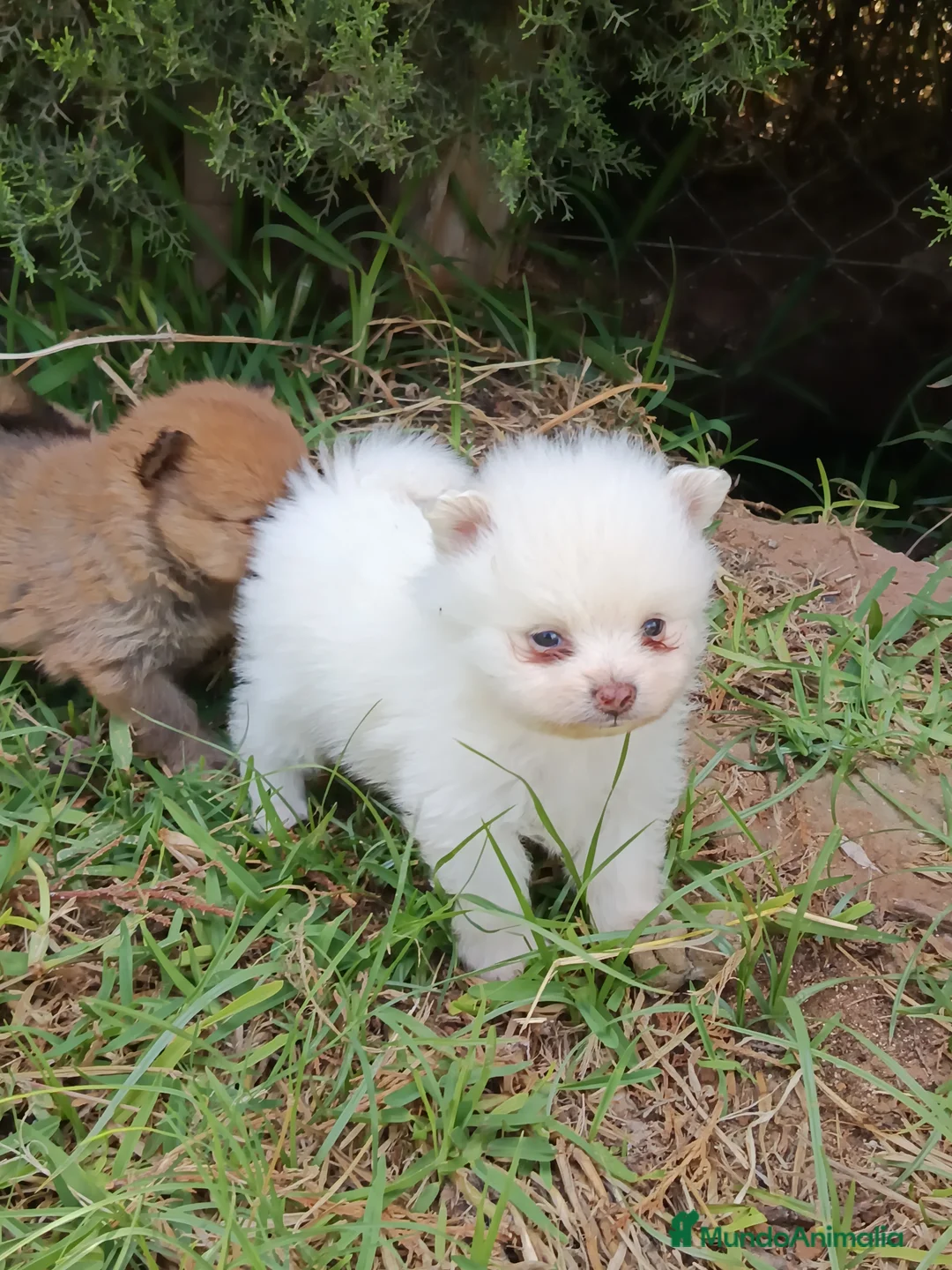 Pomerania perros en venta: Pomerania  - Anuncio 2