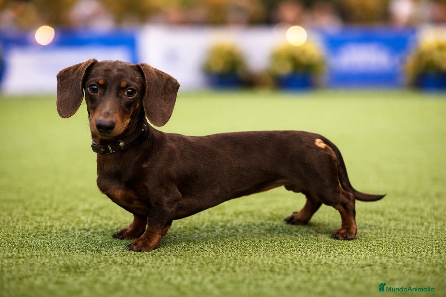 Teckel Miniatura perros para monta: Macho Kanichen para montas  - Anuncio 1