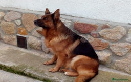 Pastor Alemán perros en venta: Pastores alemanes  - Imagen 2