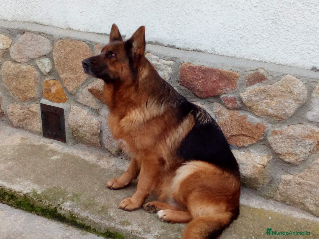 Pastor Alemán perros en venta: Pastores alemanes  - Imagen 2