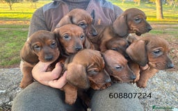 Teckel perros en venta: Teckel pelo corto - Imagen 3