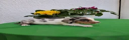 Teckel perros en venta: Teckel arlequin - Anuncio 4