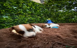 Jack Russell Terrier perros en venta: Ven a conocer nuestros bebés de Jack Russell! 🐶🐾 - Imagen 3