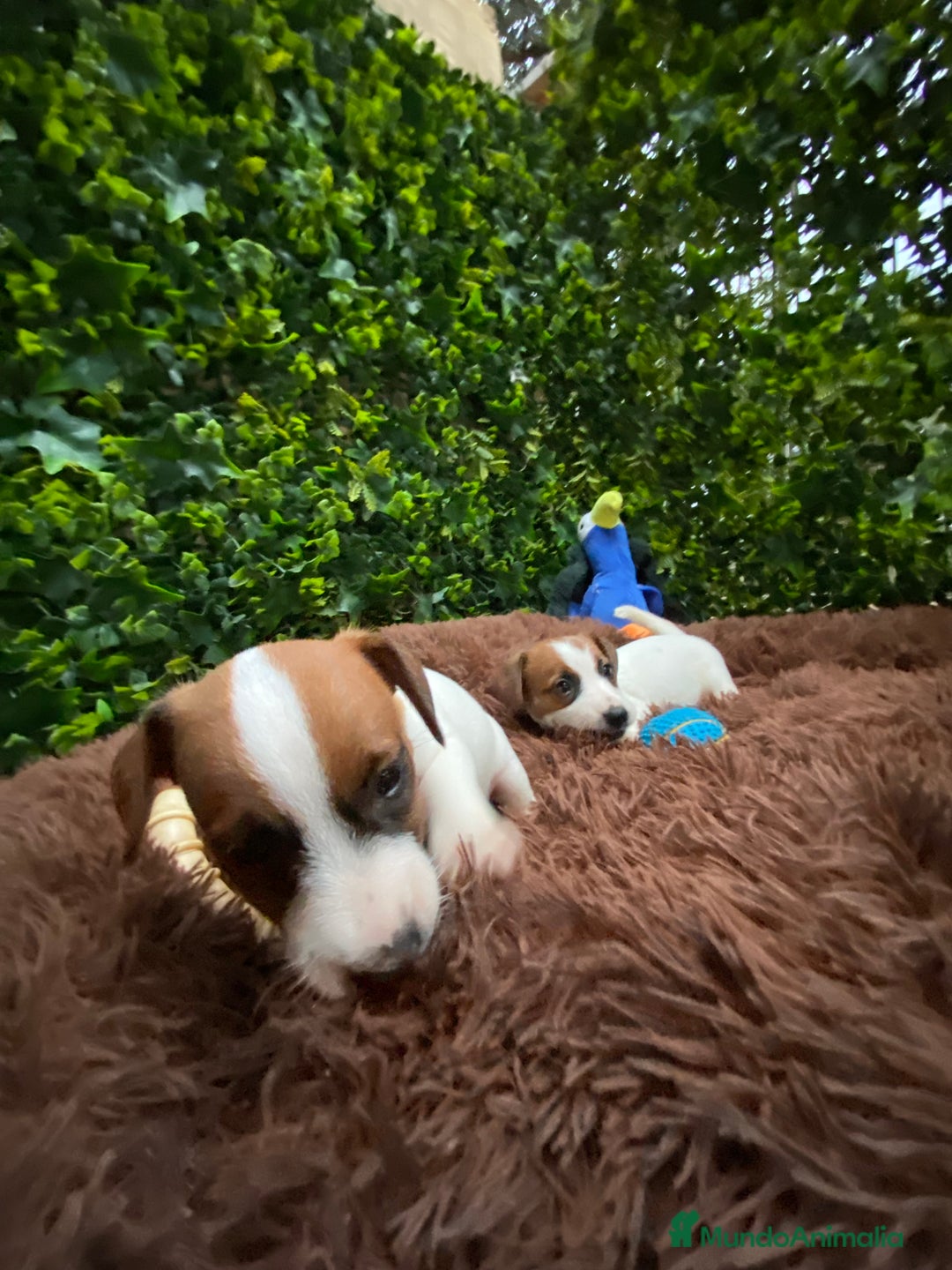 Jack Russell Terrier perros en venta: Ven a conocer nuestros bebés de Jack Russell! 🐶🐾 - Imagen 3