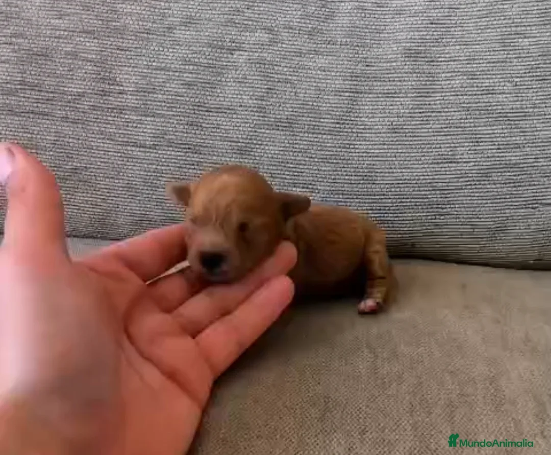 Caniche Toy perros en venta: Caniche toy macho y hembras - Anuncio 1