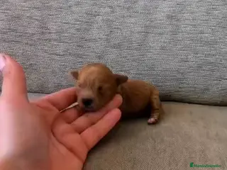 Caniche Toy perros Caniche toy macho y hembras - Anuncio 2