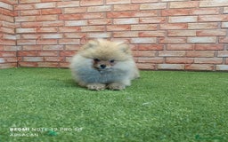 Pomerania perros en venta: Pomerania - Imagen 5