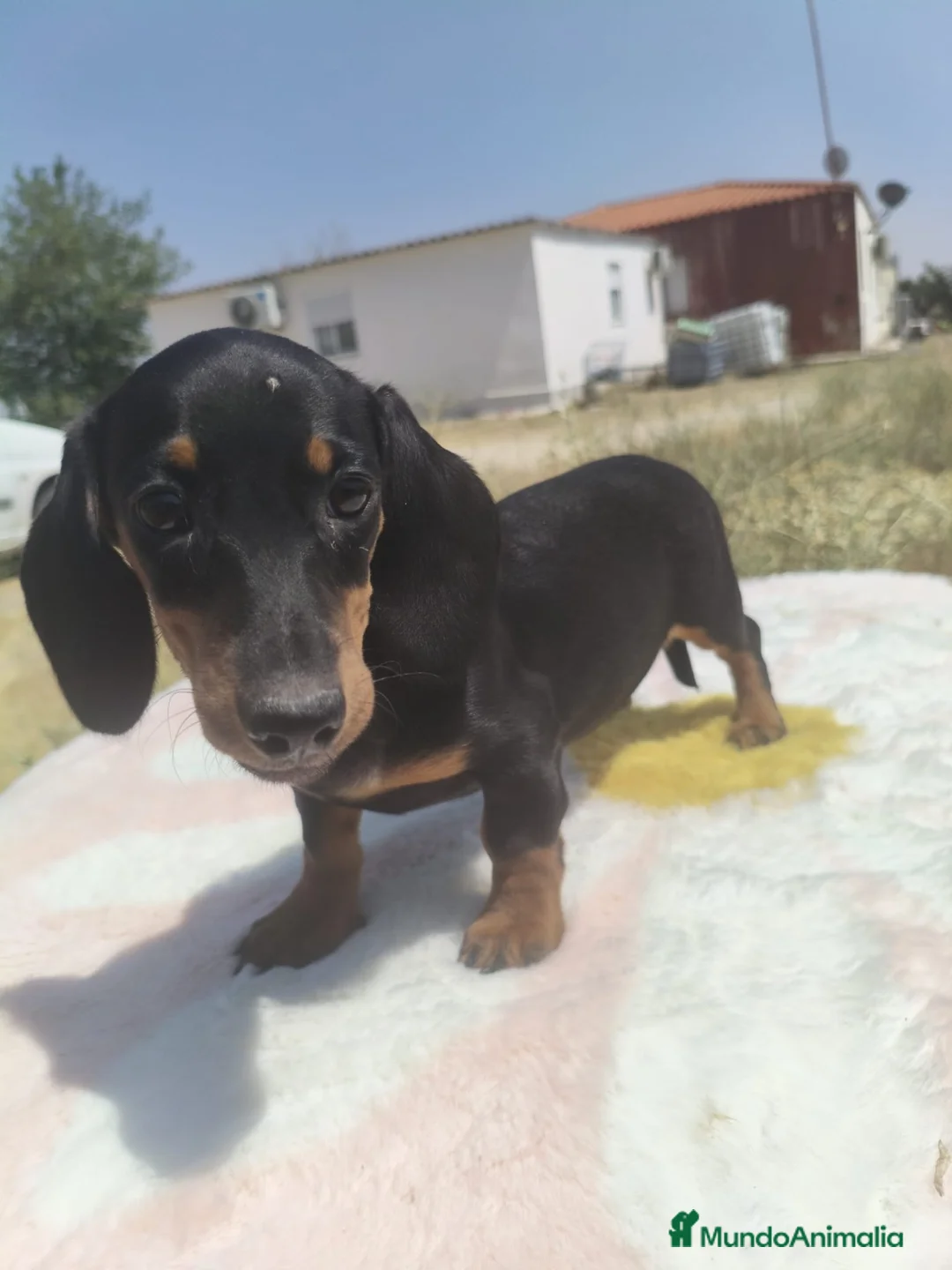 Teckel Miniatura perros en venta: Teckel kaninchen  - Anuncio 4