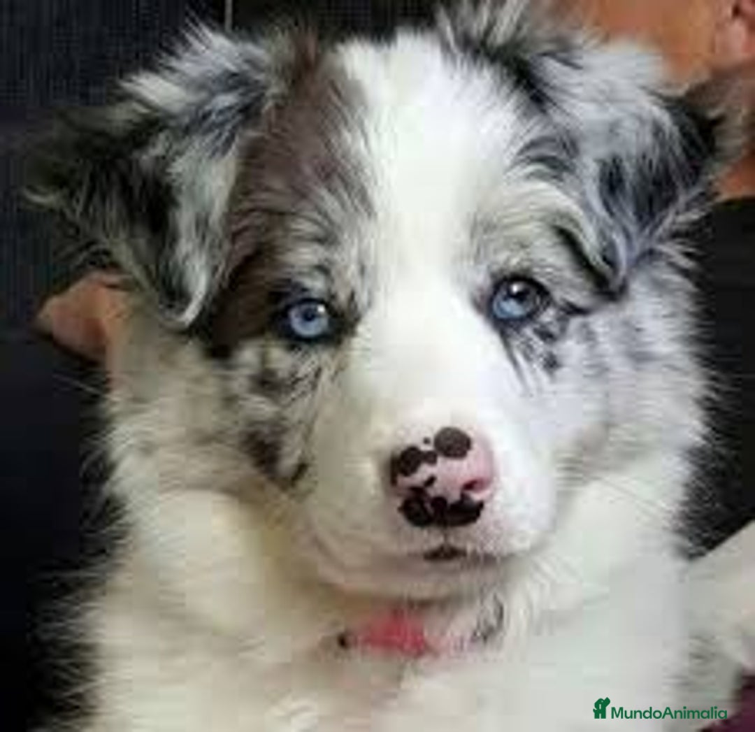 Border Collie perros en venta: BORDER COLLIE - Imagen 1