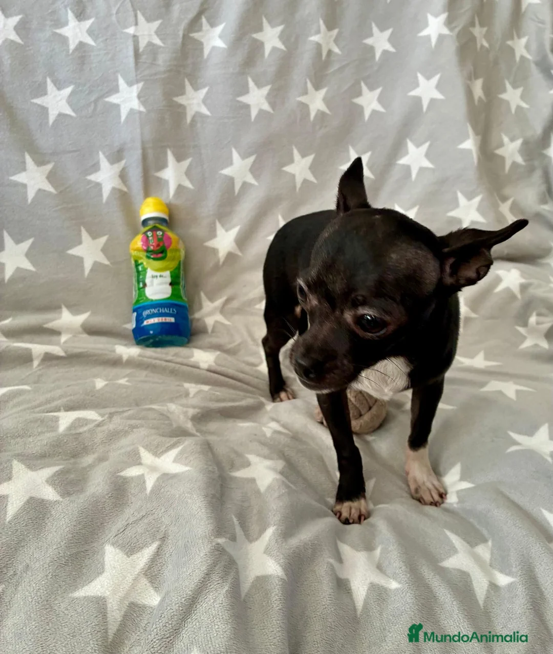 Chihuahua perros en venta: Chihuahua toy  - Anuncio 2