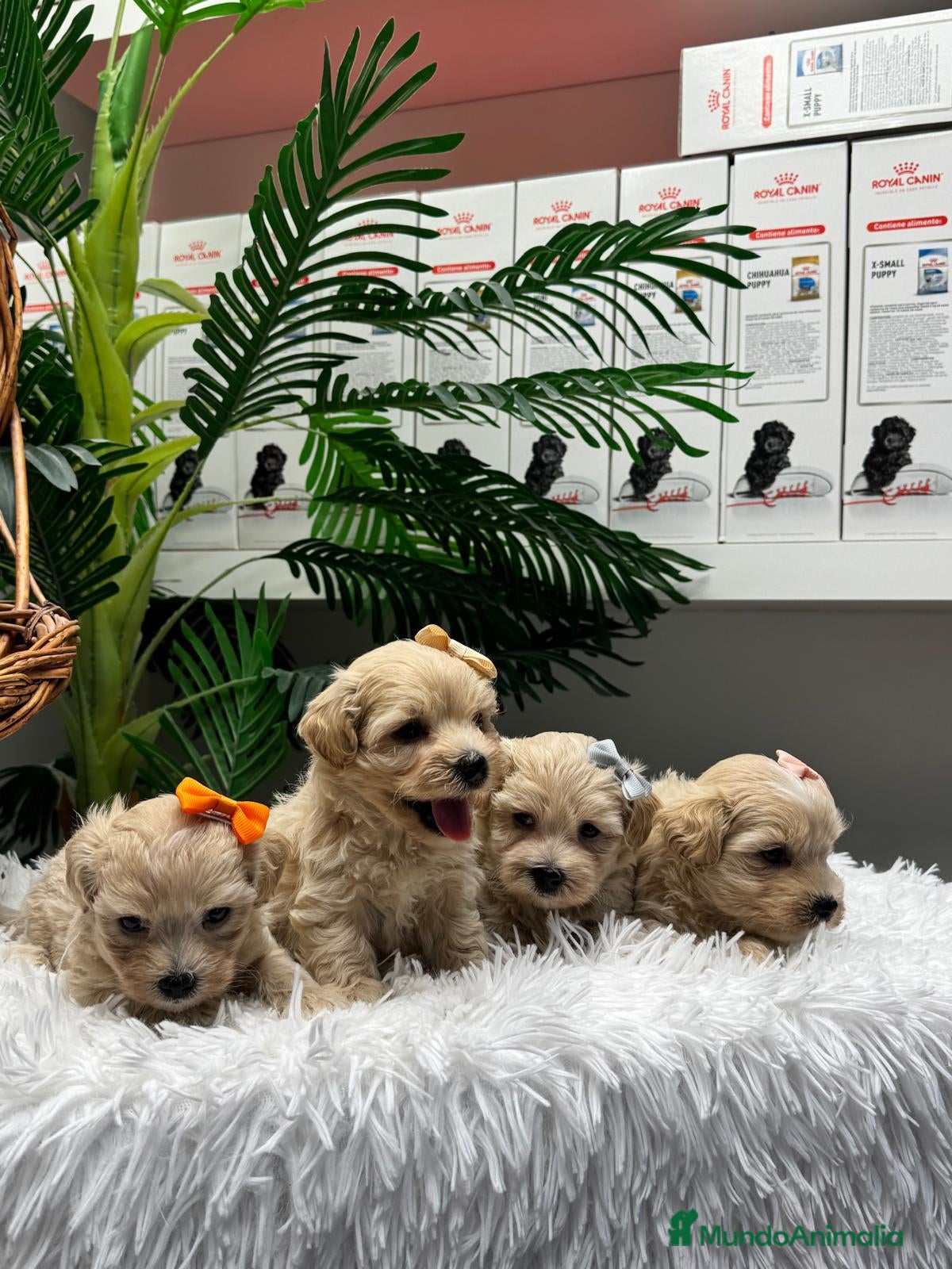 Maltipoo perros en venta: MALTIPOO - Anuncio 8