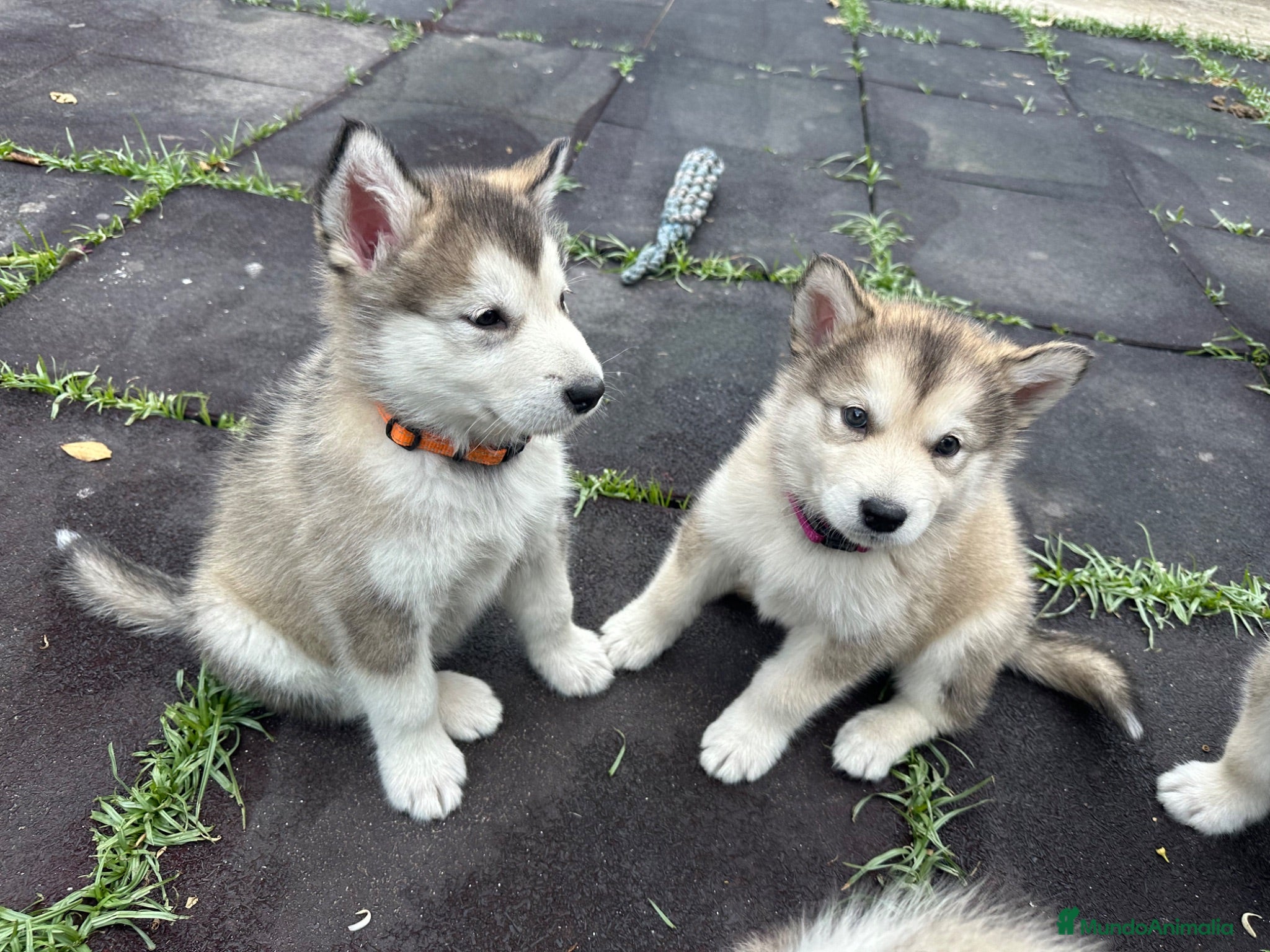 Alaskan Malamute perros Cachorros alaskan disponibles - Anuncio 2
