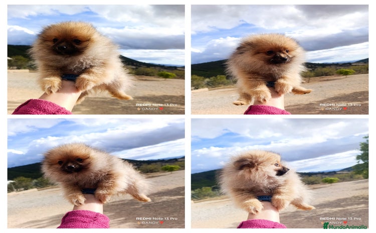 Pomerania perros PRECIOSOS CACHORRITOS DE POMERANIA  - Anuncio 1