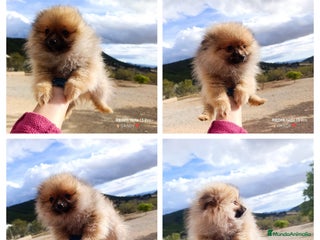 Pomerania perros PRECIOSOS CACHORRITOS DE POMERANIA - Anuncio 1