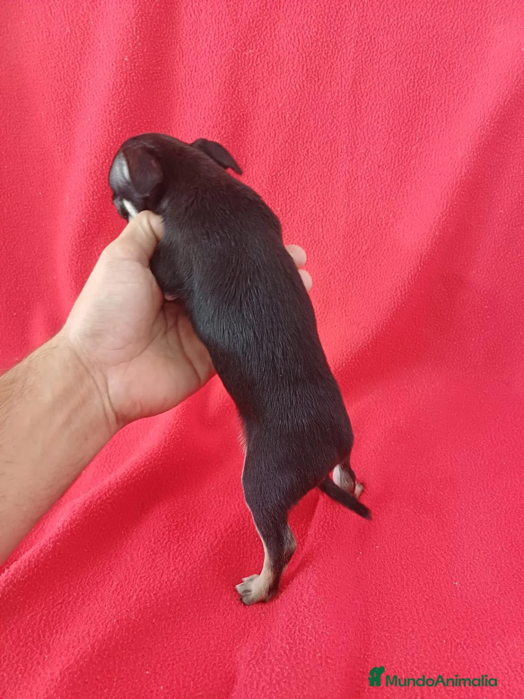 Chihuahua perros en venta: Chihuahua Mini  - Anuncio 3