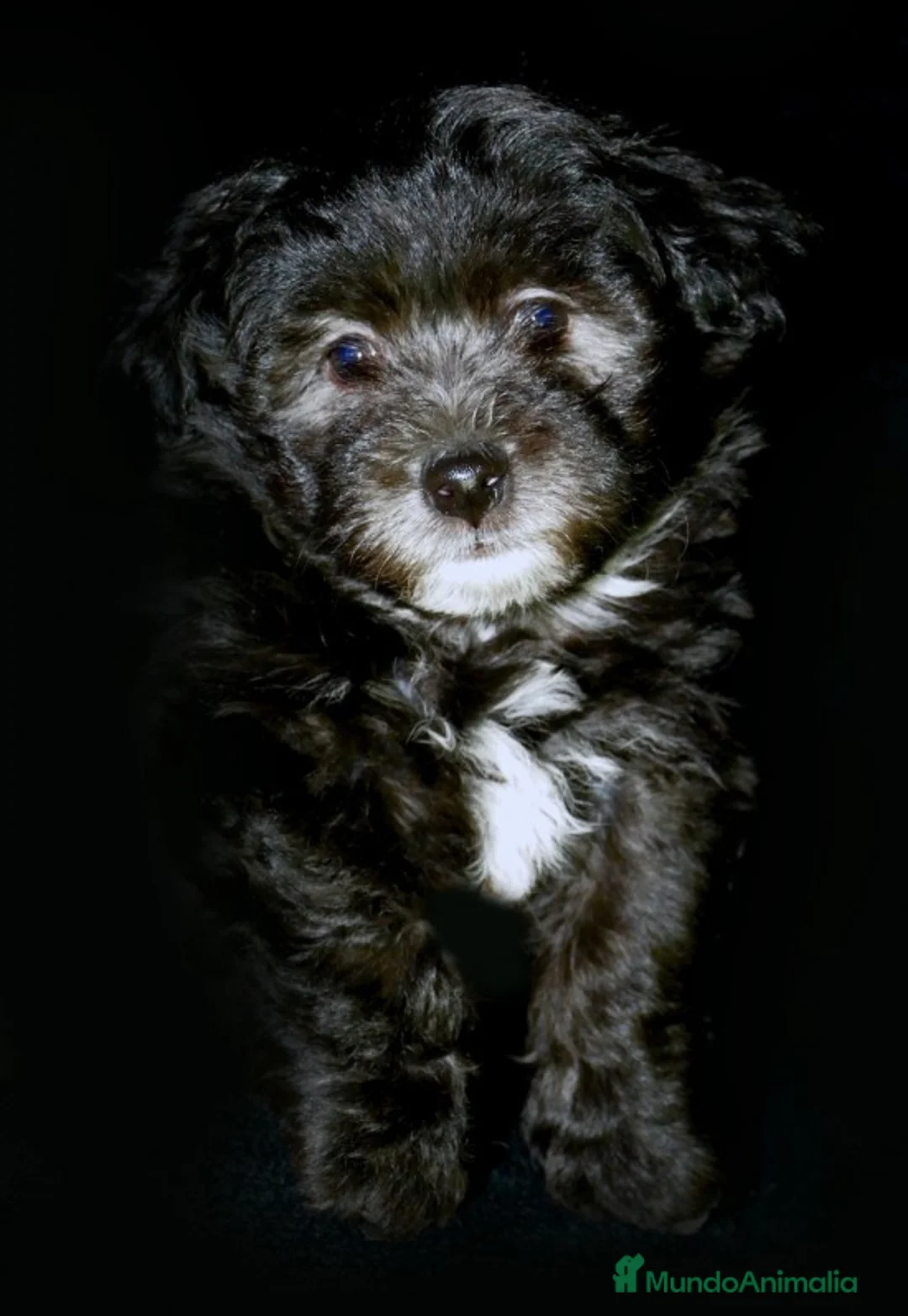 Imagen de galería {{count}}