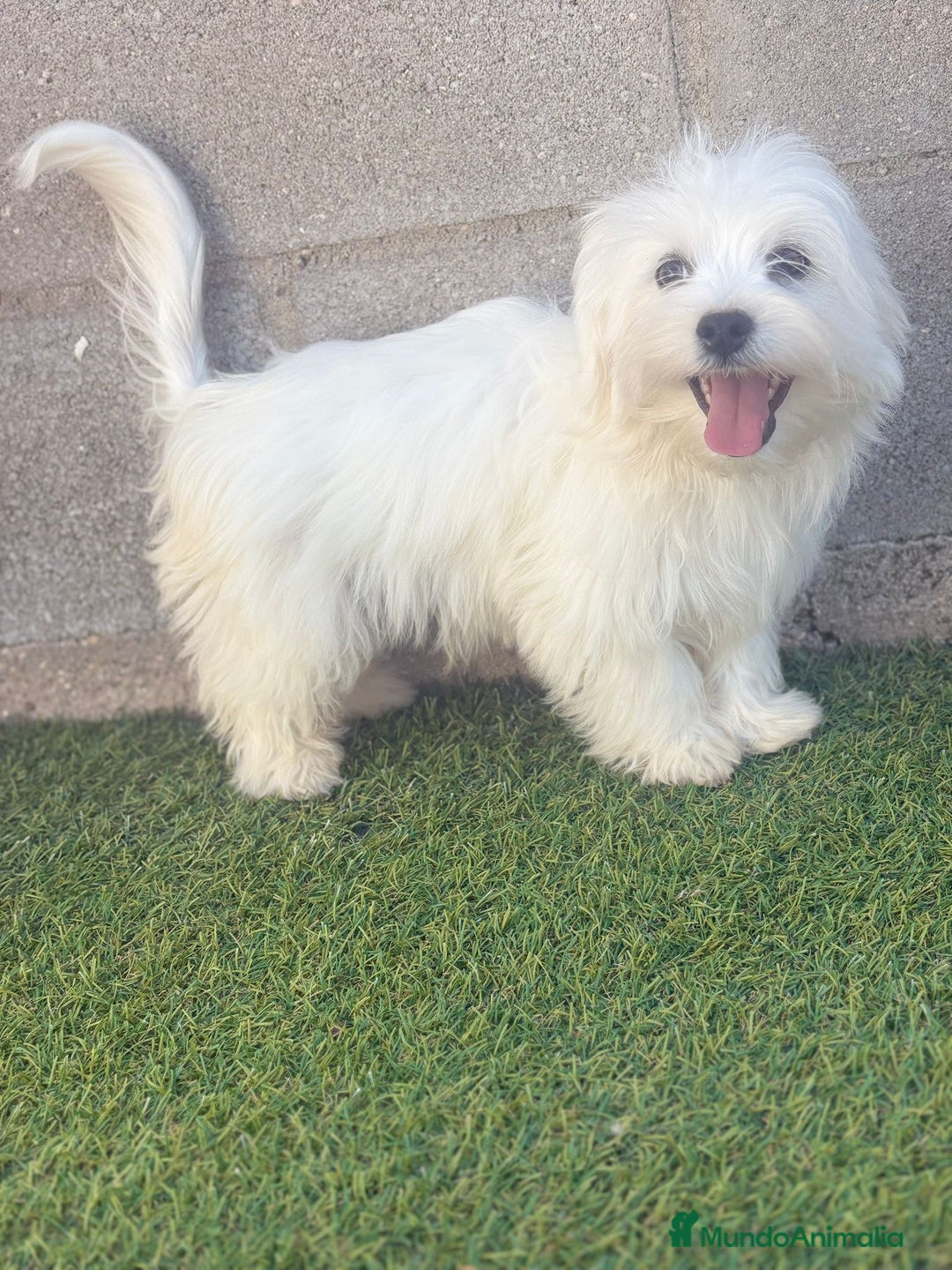 Bichón Maltés perros en venta: Bichon maltes - Imagen 16
