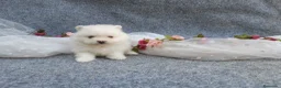 Pomerania perros en venta: PRECIOSO CACHORITO DE POMERANIA TOY  - Anuncio 12