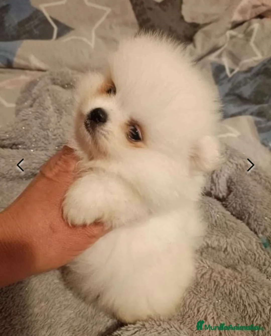 Pomerania perros en venta: POMERANEAS TOYS GRAN CALIDAD  en Madrid - Anuncio 3