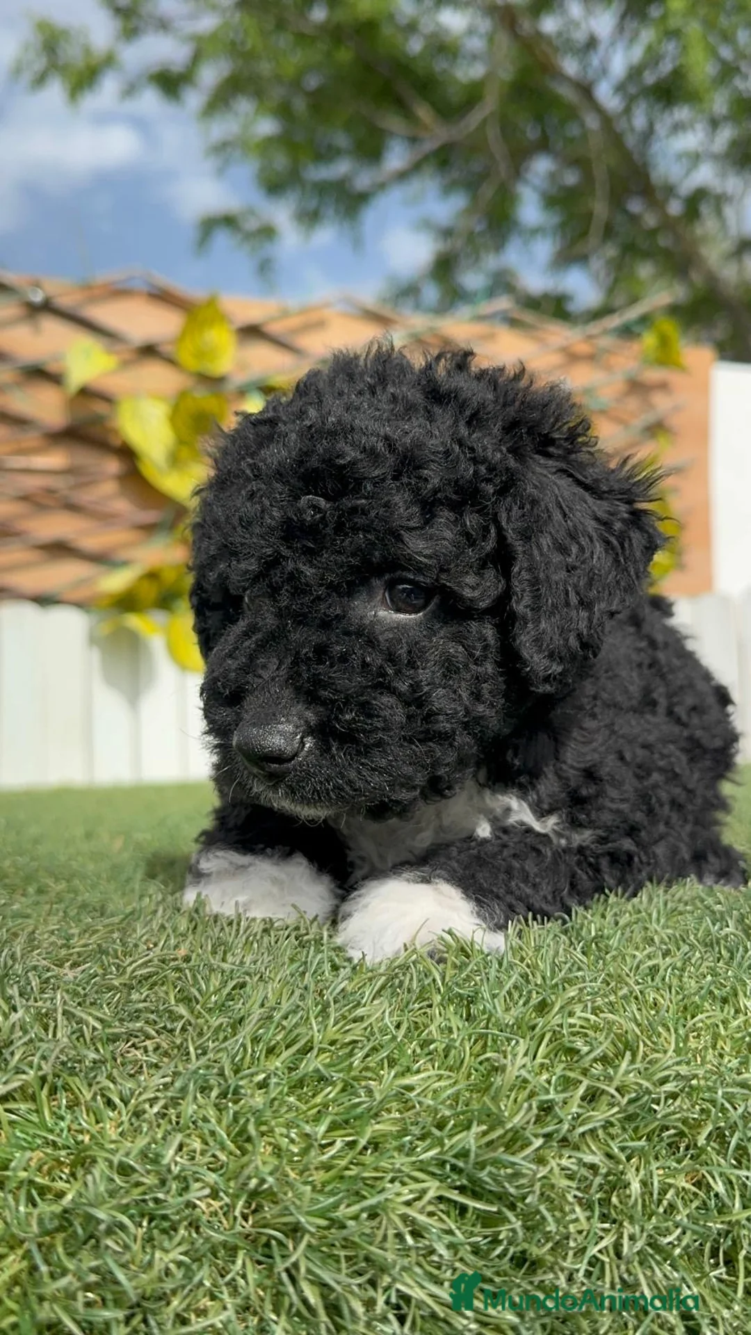 Perro de Agua Español perros en venta: PERRO DE AGUA  - Anuncio 17