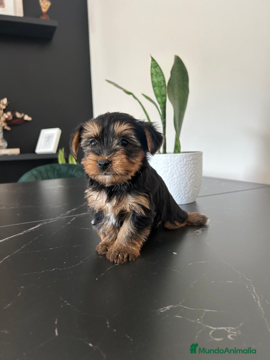 Yorkshire Terrier perros en venta: yorkshire  - Anuncio 5