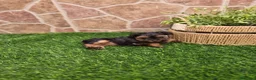 Yorkshire Terrier perros en venta: Yorkshire terrier - Anuncio 27