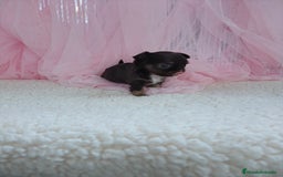 Chihuahua perros en venta: Chihuahua pelo largo  - Imagen 3