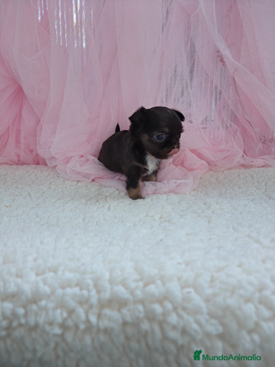 Chihuahua perros en venta: Chihuahua pelo largo  - Imagen 3
