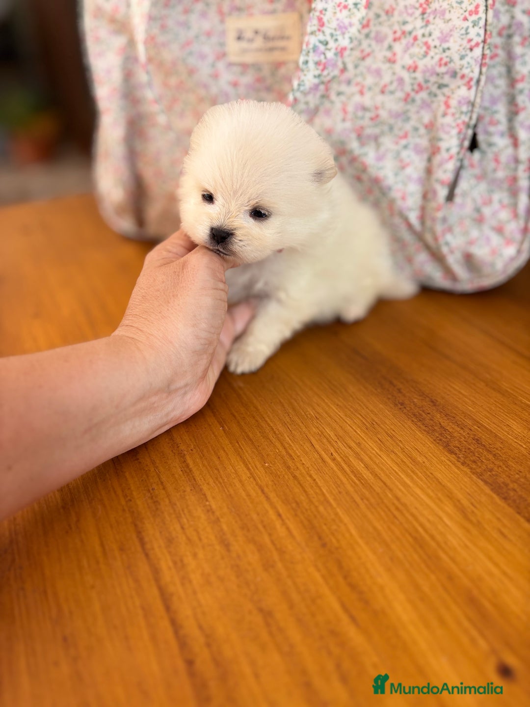 Pomerania perros en venta: Pomeranias nueva camada !!! - Anuncio 7