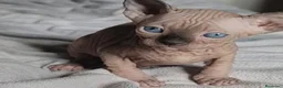 Sphynx gatos en venta: Sphynx Point  - Anuncio 3