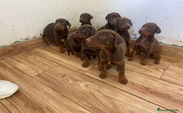 Dobermann perros - Propaganda 1