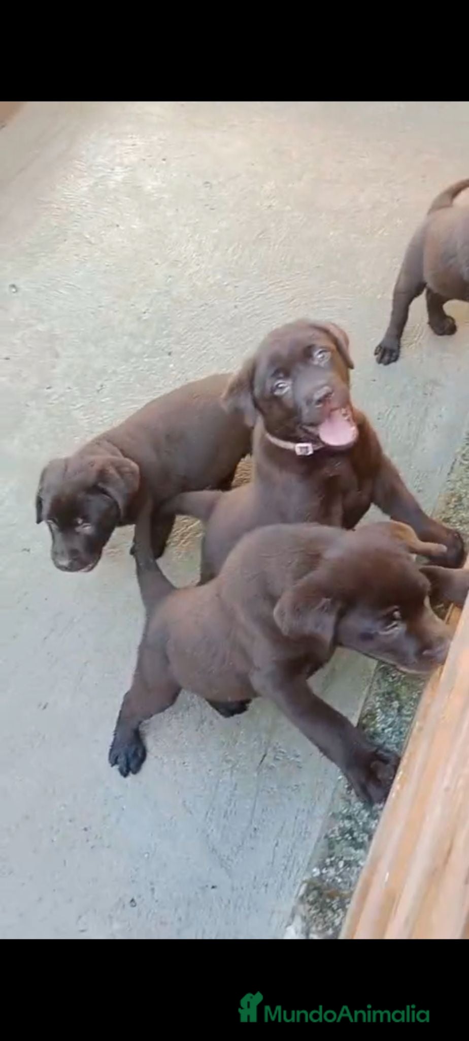 Labrador Retriever perros labrador retriever dorada y chocolate - Anuncio 34