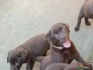 Labrador Retriever perros labrador retriever dorada y chocolate - Anuncio 34