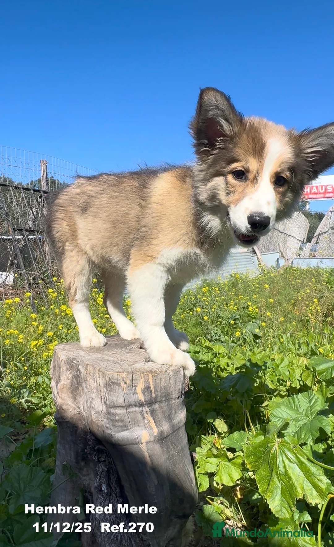 Border Collie perros en venta: Border Collie De Villa Biznaga - Anuncio 14