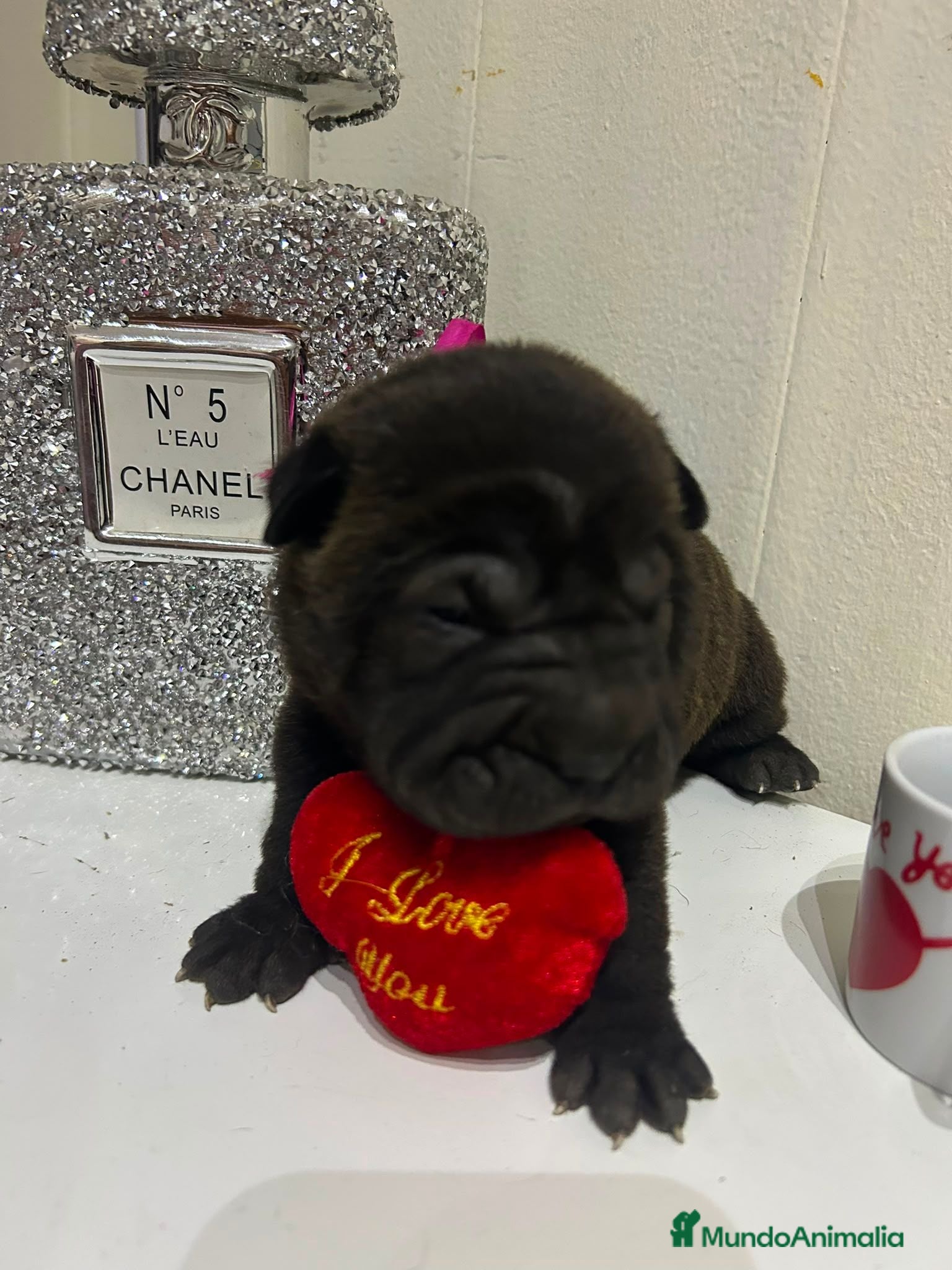 Shar Pei perros Se vende cachorros shar pei - Anuncio 1