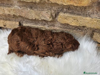 Caniche Toy perros en Sevilla - Anuncio 21