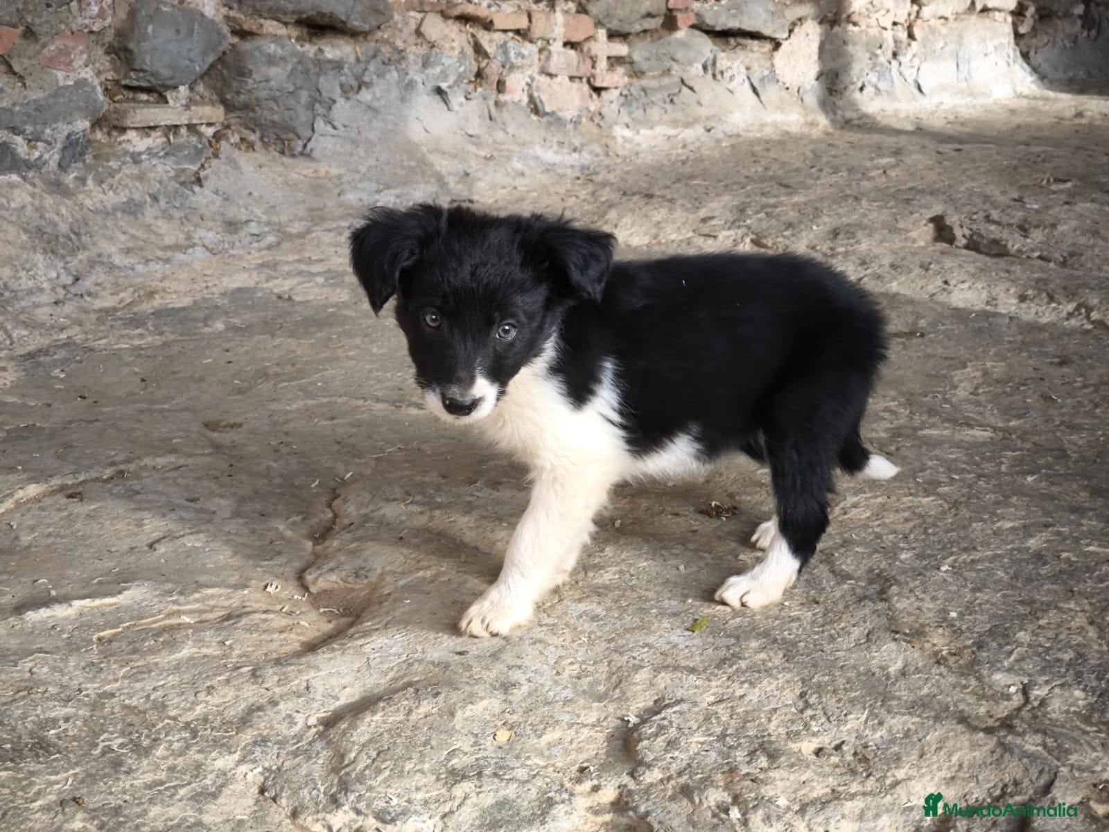 Border Collie perros Cachorro border collie hembra  - Anuncio 1