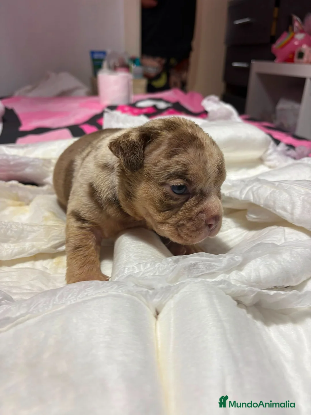 American Bully perros en venta: American Bully macho - Anuncio 2