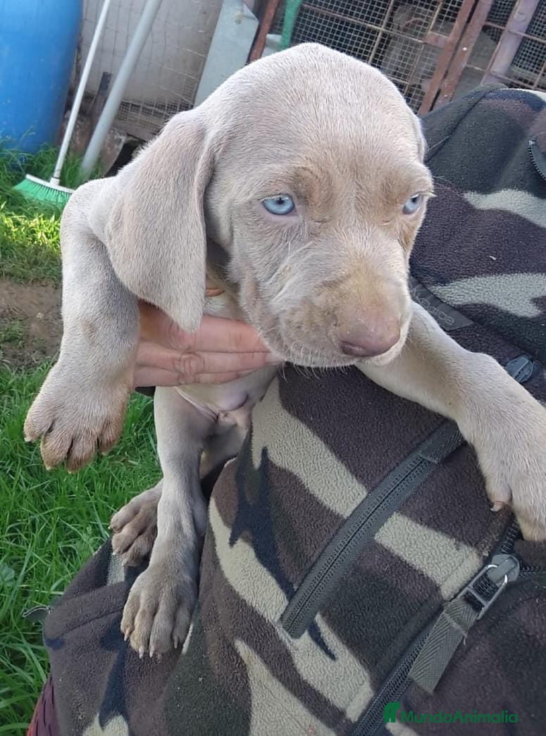 Weimaraner perros Braco de weimar últimos dos cachorros!! - Anuncio 2