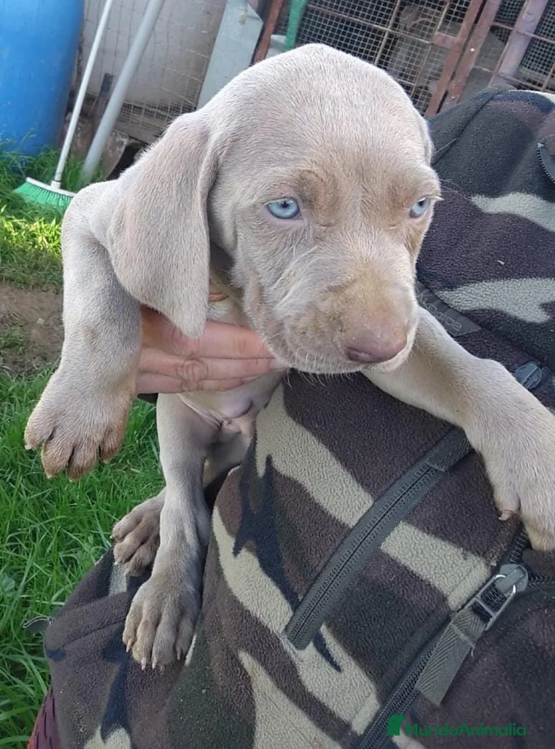 Weimaraner perros en venta: Braco de weimar últimos dos cachorros!! - Anuncio 2