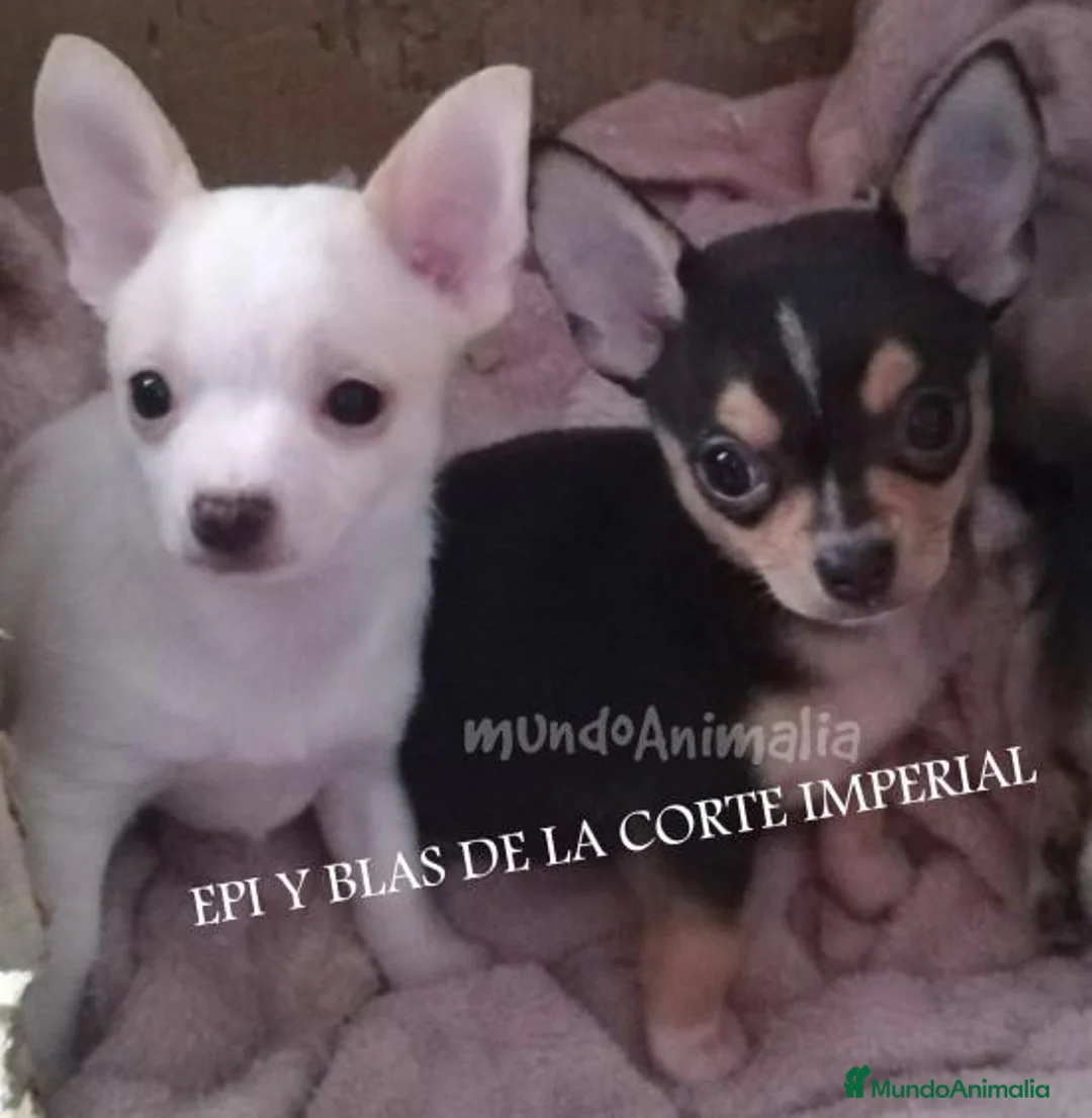 Imagen de galería {{count}}