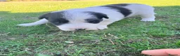 Border Collie perros en venta: Border collie - Anuncio 20