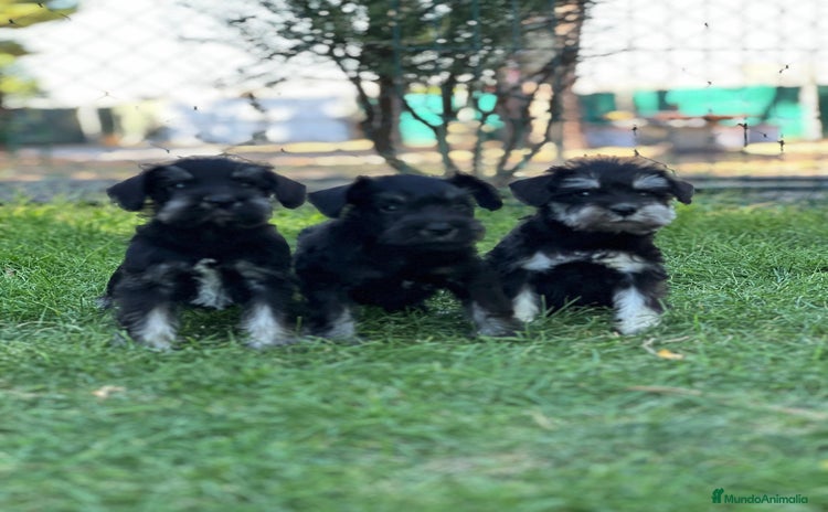 Schnauzer Miniatura perros - Propaganda 5