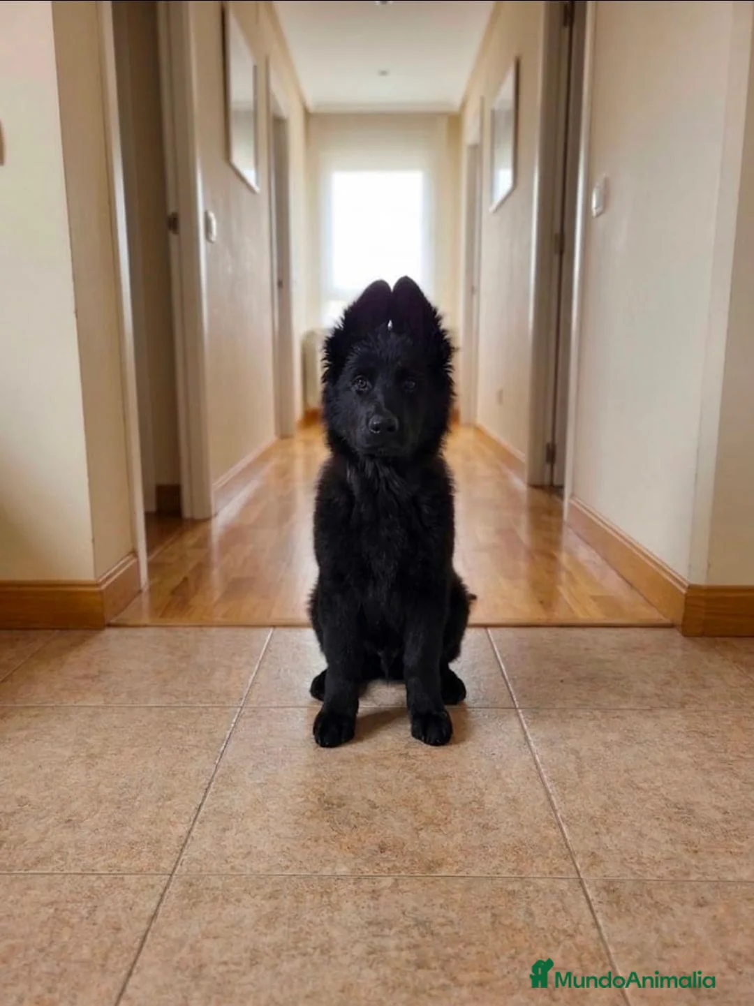 Pastor Alemán perros en venta: Pastor alemán de pelo largo - Anuncio 1